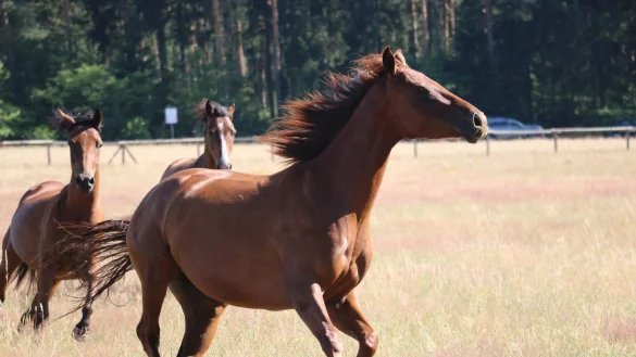 - &copy; Guntmar Wolff