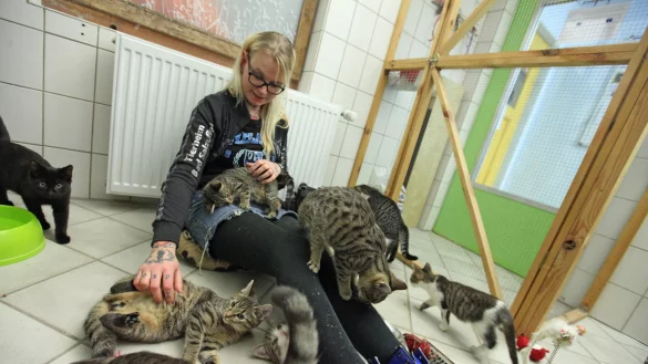 Freddy van der Hoeven vom Tierheim Bad Salzuflen k&uuml;mmert sich liebevoll um elf kleine Katzen, die in einem der R&auml;ume an der Ziegelstra&szlig;e zusammen leben. Der Tierschutzverein spricht sich klar f&uuml;r eine Kastrationspflicht f&uuml;r Freig&auml;nger aus. - &copy; Vera Gerstendorf-Welle