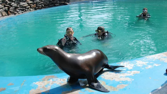 Eine einmalige Erfahrung: Martin Wentker (46, links) und Tochter Luisa (20) reinigen das Becken, während die neugierigen Seelöwen (im Vordergrund die einjährige Amy) die  fleißigen Helfer im Auge behalten. - © Privat