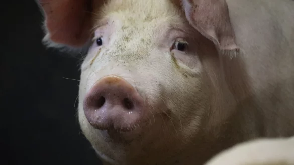 Unsichere Zeiten kommen auf die Schweine zu: Die Schweinepest k&ouml;nnte auch die Tiere in den heimischen St&auml;llen erreichen. - &copy; J&ouml;rg Stuke