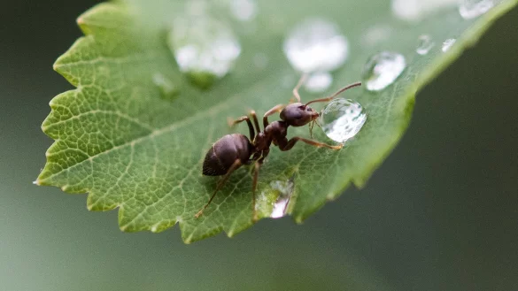 Trinkende Ameise - &copy; Foto: Silas Stein