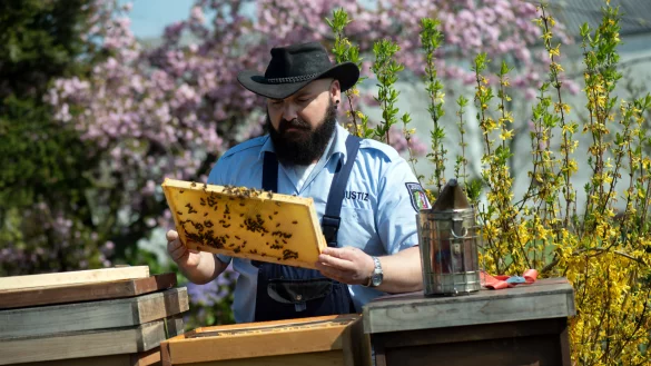 Sebastian Laubach, Justizbeamter in der JVA Remscheid, kontrolliert einen Bienenstock. In NRW werden H&auml;ftlinge im Kampf gegen das Bienensterben aktiv. - &copy; picture alliance