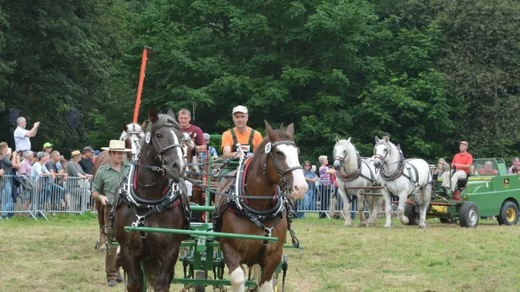 M&auml;chtige Tiere: Bei der &bdquo;PferdeStark" zeigen Kaltbl&uuml;ter, was sie k&ouml;nnen. Sie treten beim Holzr&uuml;cken, Schaupfl&uuml;gen oder als Kutschenpferde an. - &copy; Erhard Schroll