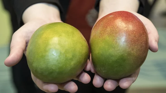 Mangos - &copy; Foto: Robert G&uuml;nther