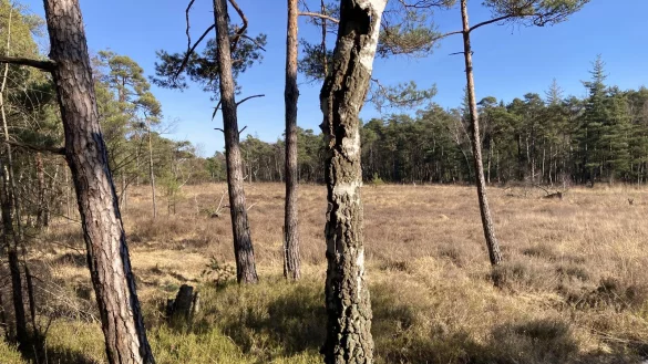 Nur noch 2,5 Hektar groß ist das Moor auf dem Hiddeser Bent. - © Cordula Gröne