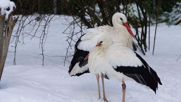 Kommen die St&ouml;rche mit der K&auml;lte zurecht? - &copy; Pixabay