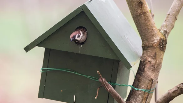 Nistkasten - &copy; Foto: Andrea Warnecke/dpa-tmn