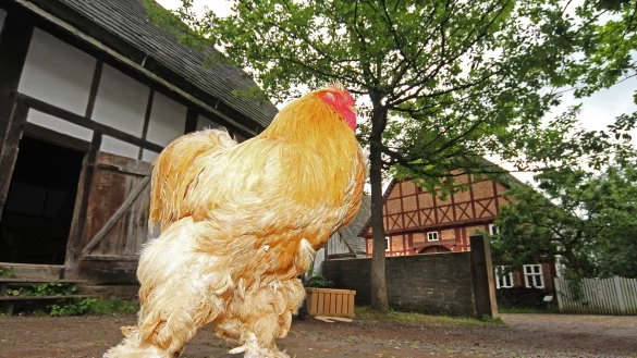 Eine tierische Geschichte: Nicht der sch&ouml;nste, sondern der ausdauerndste Hahn gewinnt beim H&auml;hnewettkr&auml;hen. - &copy; Robin J&auml;hne