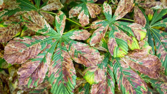 Miniermotte sch&auml;digt Kastanien - &copy; Foto: dpa