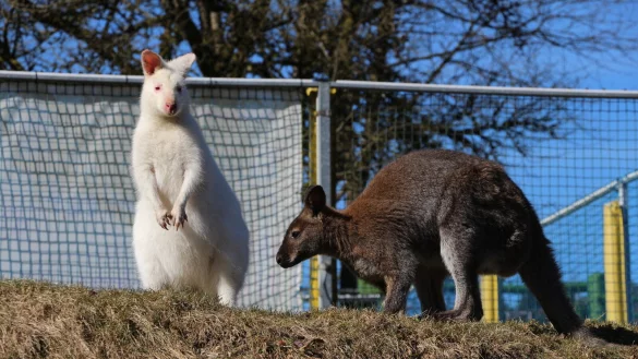Schneeflocke (links) ist neues Mitglied der K&auml;nguru-Gruppe im Vogelpark Heiligenkirchen. - &copy; Janet K&ouml;nig