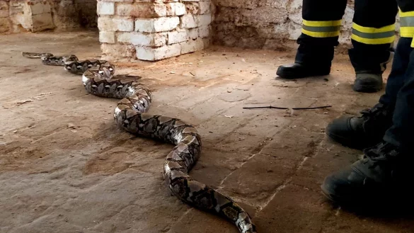 W&uuml;rgeschlange - &copy; Foto: Michael Deutschmann/Freiwillige Feuerwehr Haldensleben/dpa