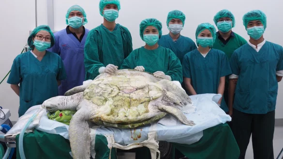 Sechs Stunden lag diese 59 Kilo schwere Schildkr&ouml;te auf dem OP-Tisch. - &copy; Foto: Nuntarika Chansoe
