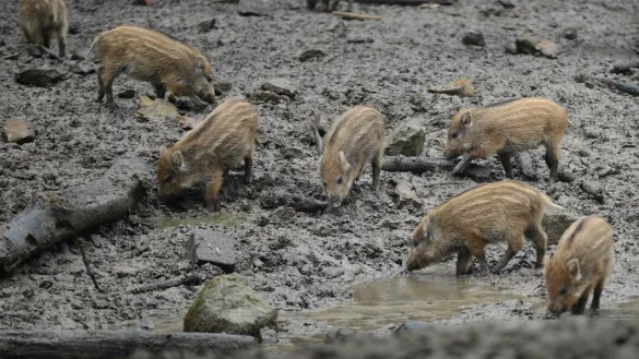 Nachwuchs: Im Tierpark Olderdissen gibt es zahlreiche Jungtiere - wie diese Frischlinge. - &copy; Barbara Franke