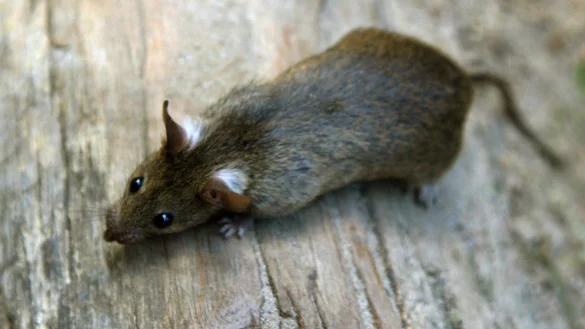 Ratte - &copy; Foto: Arno Burgi