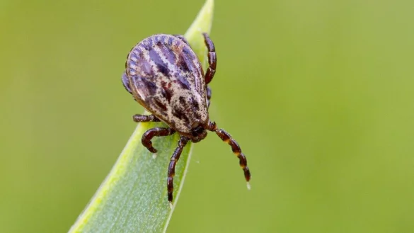 Vor Zecken sch&uuml;tzen! - &copy; Foto: Patrick Pleul/dpa-Zentralbild/dpa