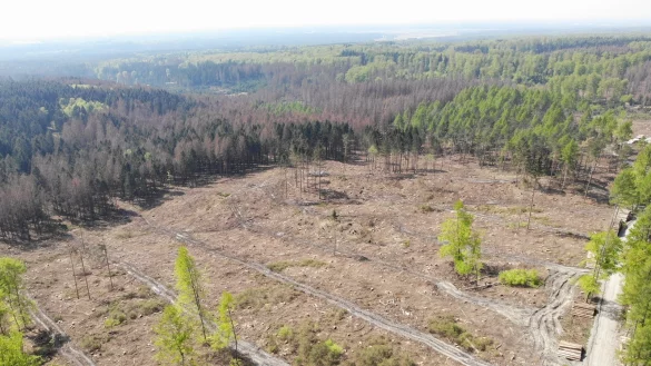 Ver&ouml;dete Fl&auml;chen im Teutoburger Wald, hier an der G&auml;usek&ouml;te: Klimawandel und lang anhaltende D&uuml;rre hat auch in den W&auml;ldern immense Sch&auml;den angerichtet und dem Borkenk&auml;fer Angriffsfl&auml;che geboten. Stephan Prinz zur Lippe will Laubwald anbauen, w&auml;hrend sich Rotoren drehen. - &copy; Westfalenwind