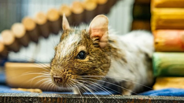 Nagetier Greg - &copy; Foto: Blue Cross/PA Media/dpa