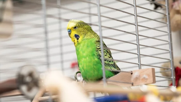 Vogel im K&auml;fig - &copy; Foto: Christin Klose/dpa-tmn/Archiv