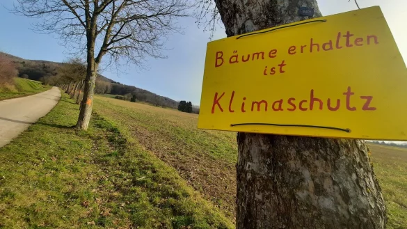 Statt 19 werden jetzt nur zwei B&auml;ume f&uuml;r die Erschlie&szlig;ung des Neubaugebietes Saulsiek II gef&auml;llt. - &copy; Michaela Wei&szlig;e