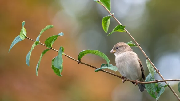 Spatz - &copy; Foto: Monika Skolimowska/dpa-Zentralbild/dpa-tmn