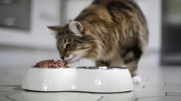 Nassfutter versorgt die Katze mit Fl&uuml;ssigkeit - &copy; Foto: Ina Fassbender