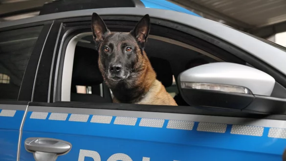 Immer auf zack: Polizeihund Leon arbeitet ausgesprochen gerne. Der R&uuml;de hat am Montag einen Einbrecher dingfest gemacht. Vorne f&auml;hrt er trotzdem nicht mit, f&uuml;rs Foto gab es eine Ausnahme. - &copy; Bernhard Preu&szlig;