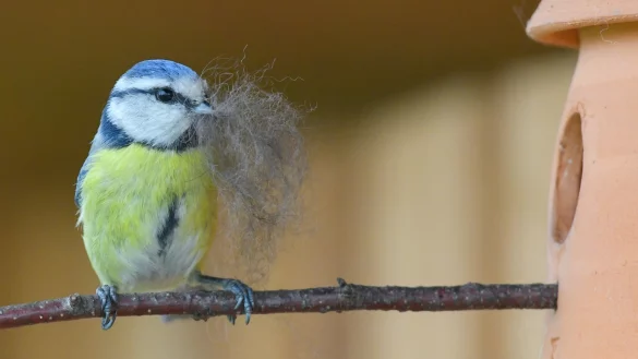 Blaumeise - &copy; Foto: Patrick Pleul