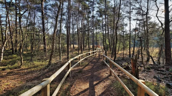 Wertvolles &Ouml;kosystem: Der Hiddeser Bent. - &copy; Falko Sieker