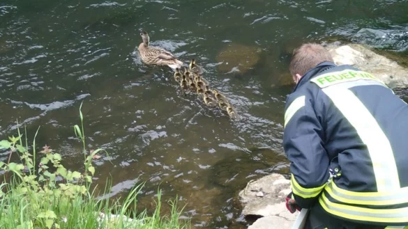 Endlich wieder im sicheren Wasser! - &copy; Feuerwehr Bad Salzuflen