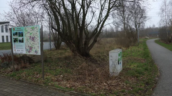 An der Teutoburger Stra&szlig;e, Ecke B&uuml;rgermeister-Brinkmann-Weg k&ouml;nnte eine Hundewiese entstehen - &copy; Birgit Guhlke/Neue Westf&auml;lische