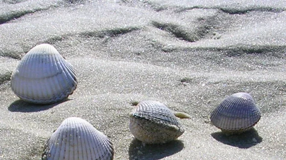 Muscheln - © Foto: David Iglesias