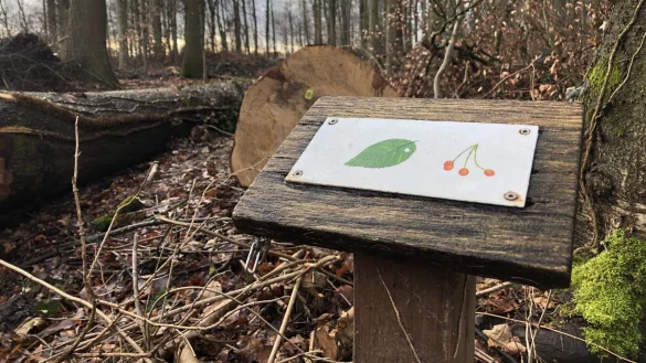 Ein Schild des Vogellehrpfads im Bexter Wald steht vor einem gef&auml;llten Baum. archivFoto: Sven Kienscherf - &copy; Sven Kienscherf