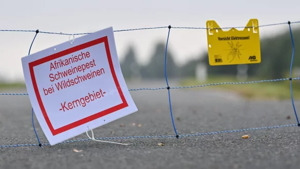 Schweinepest - &copy; Foto: Patrick Pleul/dpa-Zentralbild/dpa