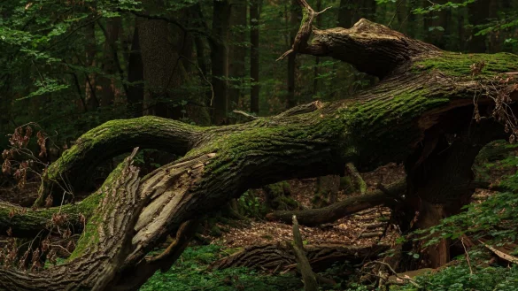 - &copy; Symbolfoto: Pixabay