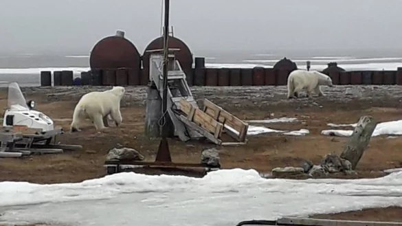 Eisb&auml;ren am Nordpolarmeer - &copy; Foto: -/WWF/dpa/Archivbild