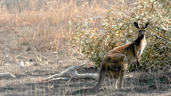 K&auml;nguru - &copy; Foto: Kelly Barnes/AAP/dpa