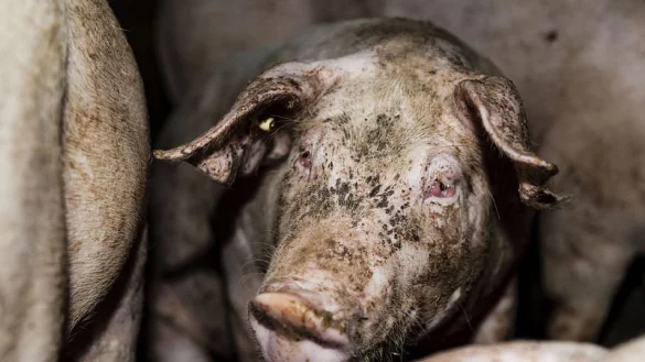 Entzündete Augen: Der Verein Tierretter hat uns dieses und noch weitere weitaus schlimmere Bilde zugespielt, auf den Schweine mit deutlich schwereren Verletzungen zu sehen sind. Diese Aufnahme soll in einem  Betrieb im Kreis Höxter entstanden sein. - © tierretter.de