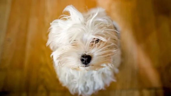 Lieblingshunde: Mischling vorn, Bolonka Zwetna im Osten stark - &copy; Foto: Arno Burgi/dpa-Zentralbild/dpa-tmn