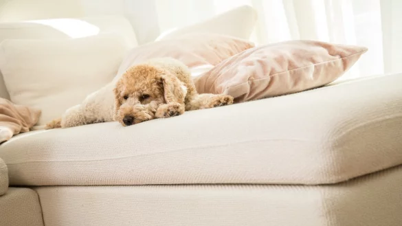 Hunf auf dem Sofa - &copy; Foto: Christin Klose/dpa-tmn