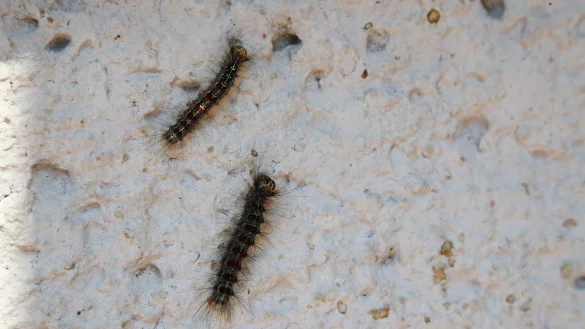 Schwammspinner-Rauben - &copy; Foto: Bodo Schackow/zb/dpa