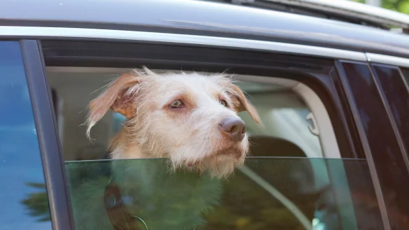 Auch so geht es nicht - &copy; Foto: Monique W&uuml;stenhagen/dpa