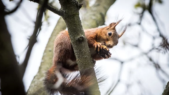 Eichh&ouml;rnchen auf dem Baum - &copy; Foto: Frank Rumpenhorst/dpa