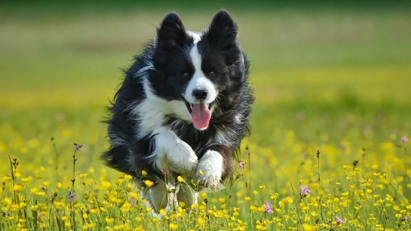 Tiermedizin - &copy; Foto: Patrick Pleul/dpa-Zentralbild/dpa