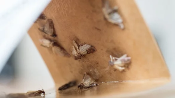 Was hilft gegen Lebensmittelmotten? - &copy; Foto: Andrea Warnecke/dpa-tmn