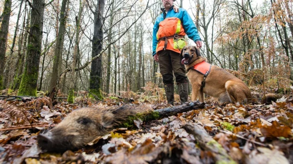 Wildschweinkadaver-Suchhunde - &copy; Foto: Oliver Dietze/dpa