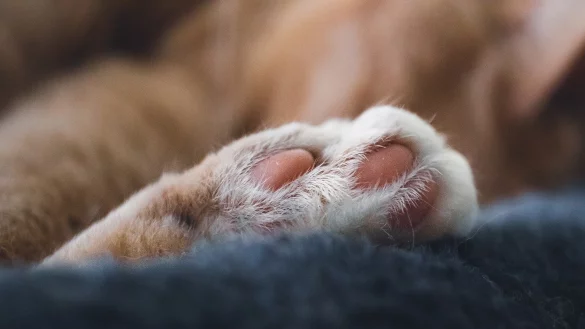 Ein Ehepaar aus Kalletal ist wegen Versto&szlig;es des Tierschutzgesetzes angeklagt - &copy; Symbolbild: Pixabay