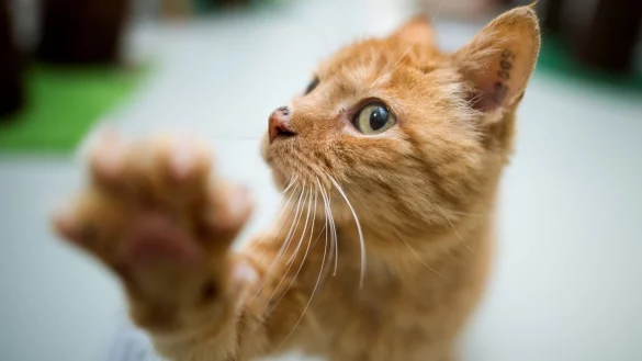 Katze - &copy; Foto: Julian Stratenschulte/dpa