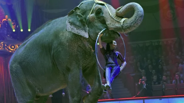 Zirkus - &copy; Foto: Ursula D&uuml;ren/dpa/Archiv