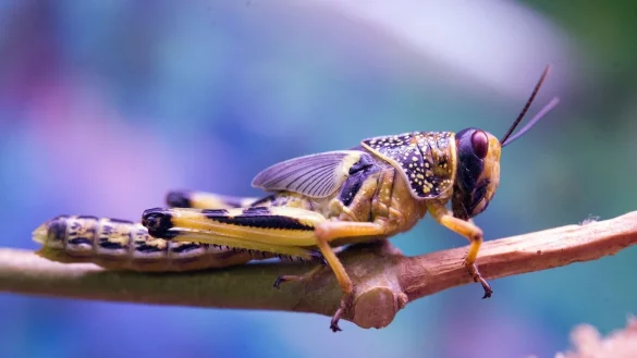 Wanderheuschrecke - &copy; Foto: Holger Hollemann/dpa