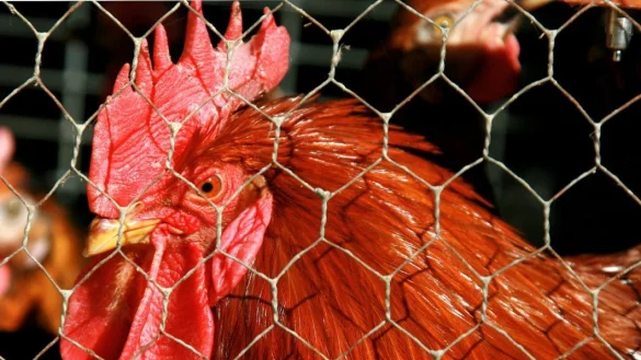 Die Stallpflicht wird mit sofortiger Wirkung aufgehoben. - &copy; DPA